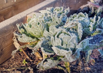 Informationen zum Pflanzenfrost – Auswirkungen von hartem Frost auf Pflanzen